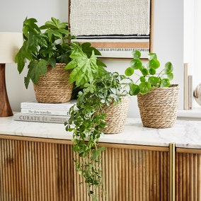 Set of 3 Woven Plant Pots