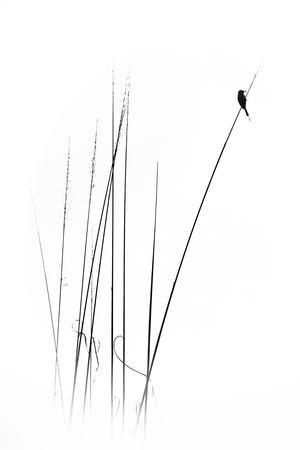 A Sabbatical - Photographic Print, 8x12 A Sabbatical - Photographic Print, 8x12