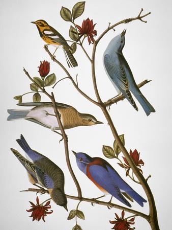 Audubon: Bluebirds - Giclee Print, 12x16 Audubon: Bluebirds - Giclee Print, 12x16