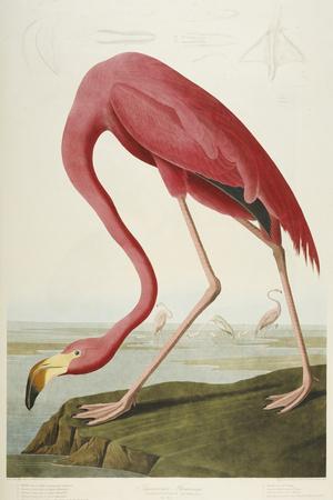 Audubon: Flamingo, 1827 - Giclee Print, 12x18 Audubon: Flamingo, 1827 - Giclee Print, 12x18