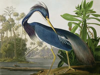 Audubon: Heron, 1827 - Giclee Print, 16x12 Audubon: Heron, 1827 - Giclee Print, 16x12