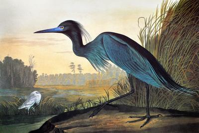 Blue Crane or Heron - Giclee Print, 18x12