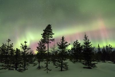 Colorful lights of the Northern Lights (Aurora Borealis) and starry sky on the snowy woods, Levi, S - Photographic Print, 12x8