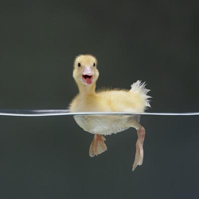 Duckling Swimming on Water Surface, UK - Photographic Print, 16x16