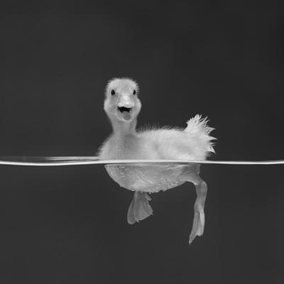 Duckling Swimming on Water Surface, UK - Photographic Print, 16x16