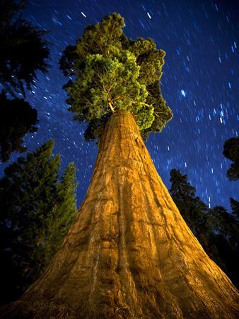 Giant Sequoia under the Milky Way - Photographic Print, 12x16 Giant Sequoia under the Milky Way - Photographic Print, 12x16